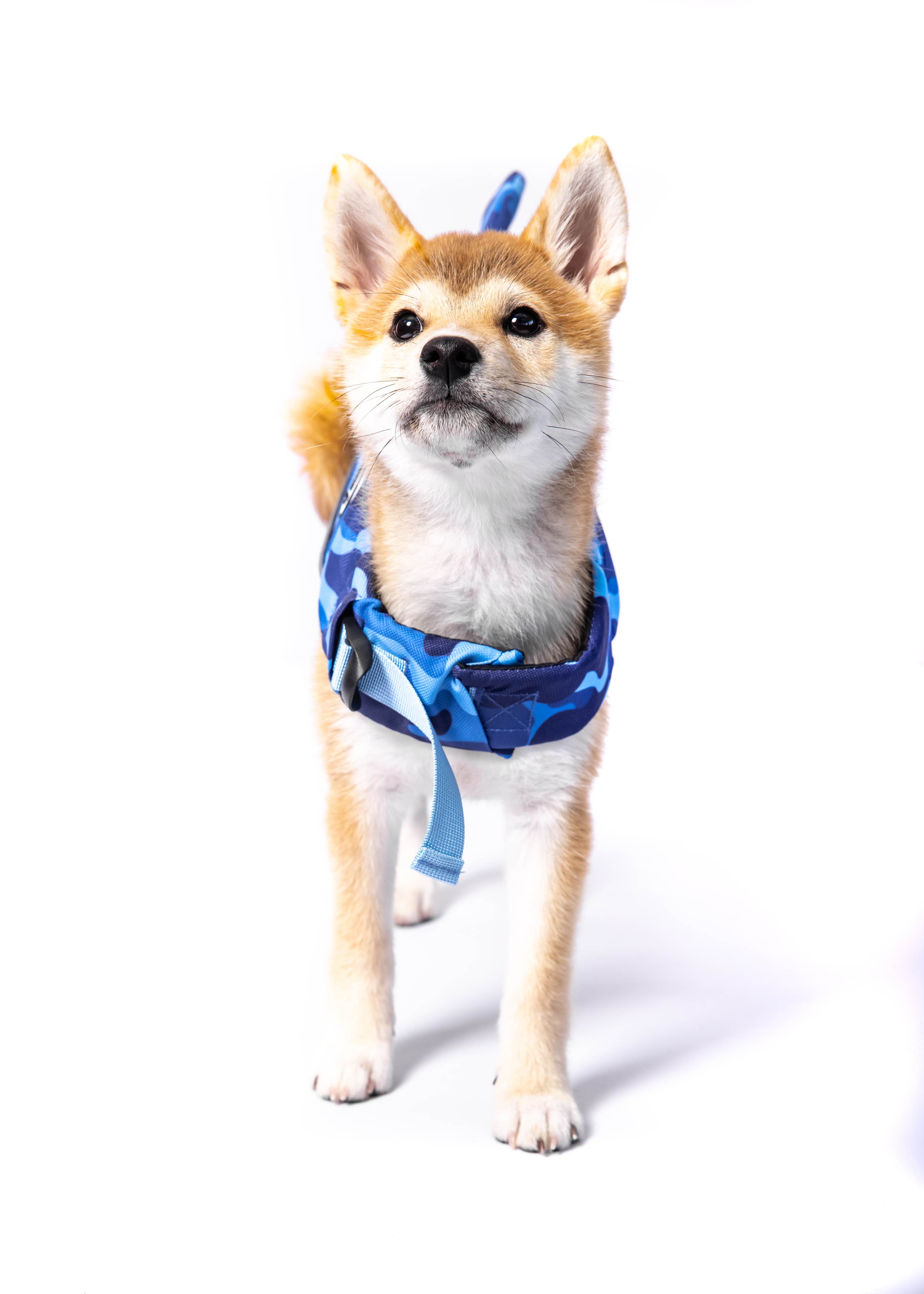 The Doggo'Float Dog Life Jacket By Doggos Wear In Blue Camo Safety Vest