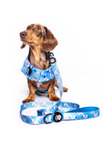 The Dog Leash By Doggos Wear In Rainbow Fish