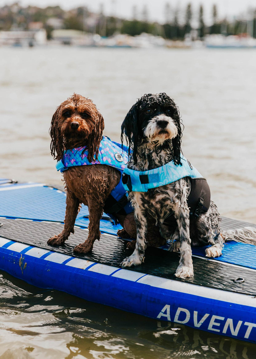 The Doggo'Float Dog Life Jacket By Doggos Wear In Rainbow Fish Safety Vest