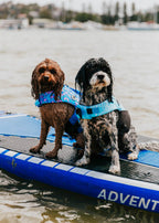 The Doggo'Float Dog Life Jacket By Doggos Wear In Rainbow Fish Safety Vest