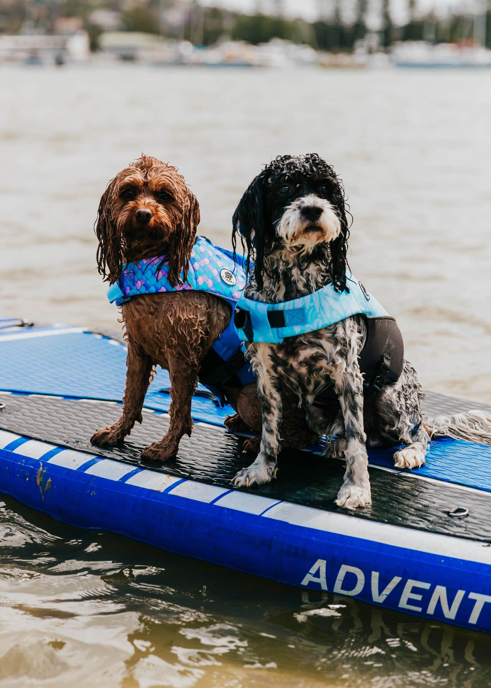 The Doggo'Float Dog Life Jacket By Doggos Wear In Tropicana