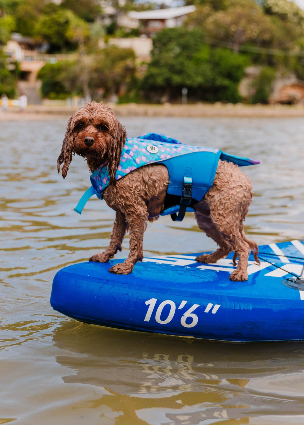 The Doggo'Float Dog Life Jacket By Doggos Wear In Rainbow Fish
